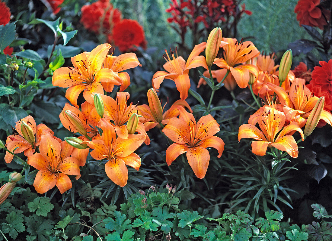 Lilium 'Orange Pixie' (Lilien)