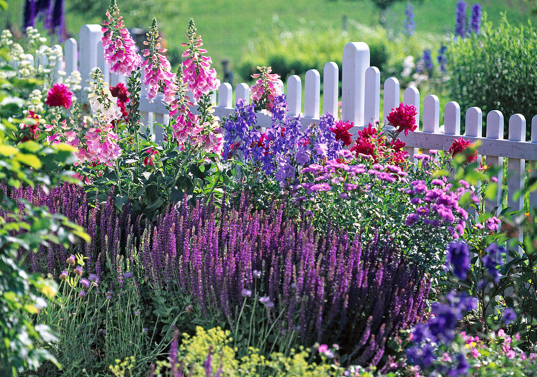 Salvia nemorosa (Ziersalbei)