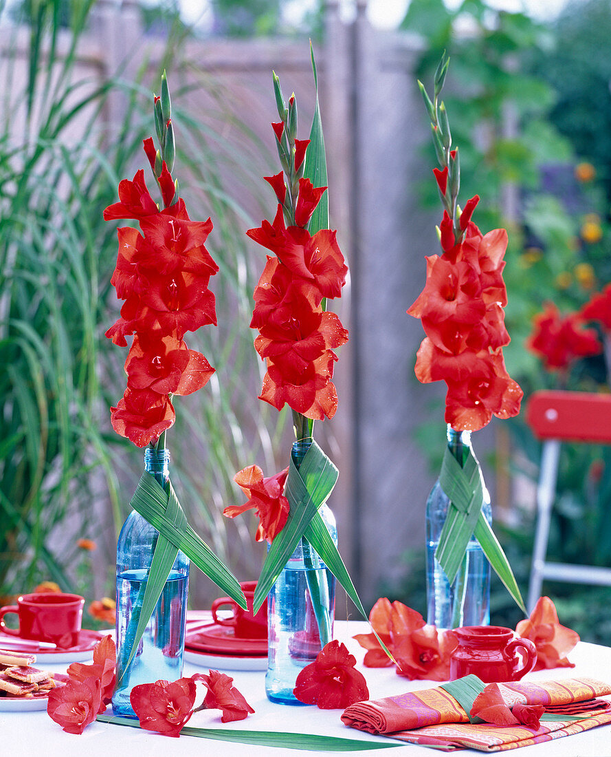 Gladiolus (red gladioli)