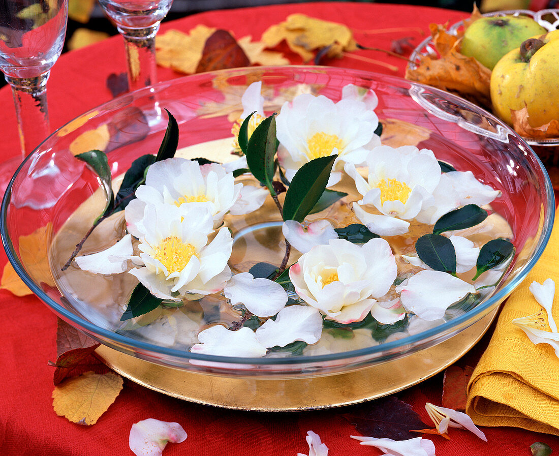 Camellia sasanqua 'Hinode-Gumo' (Kamelienblüte)