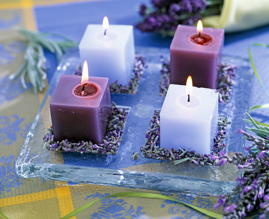 Square candles on glass plate, Lavandula (lavender flowers)
