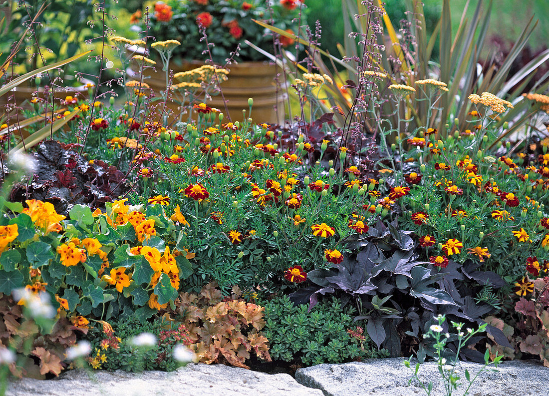 Tagetes 'Mr. Majestic' (marigold)