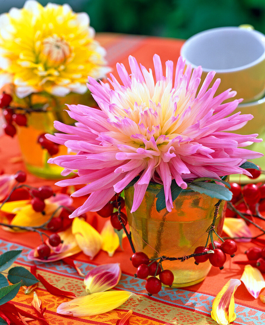 Dahlia (rosa-weiße Kaktusdahlie)