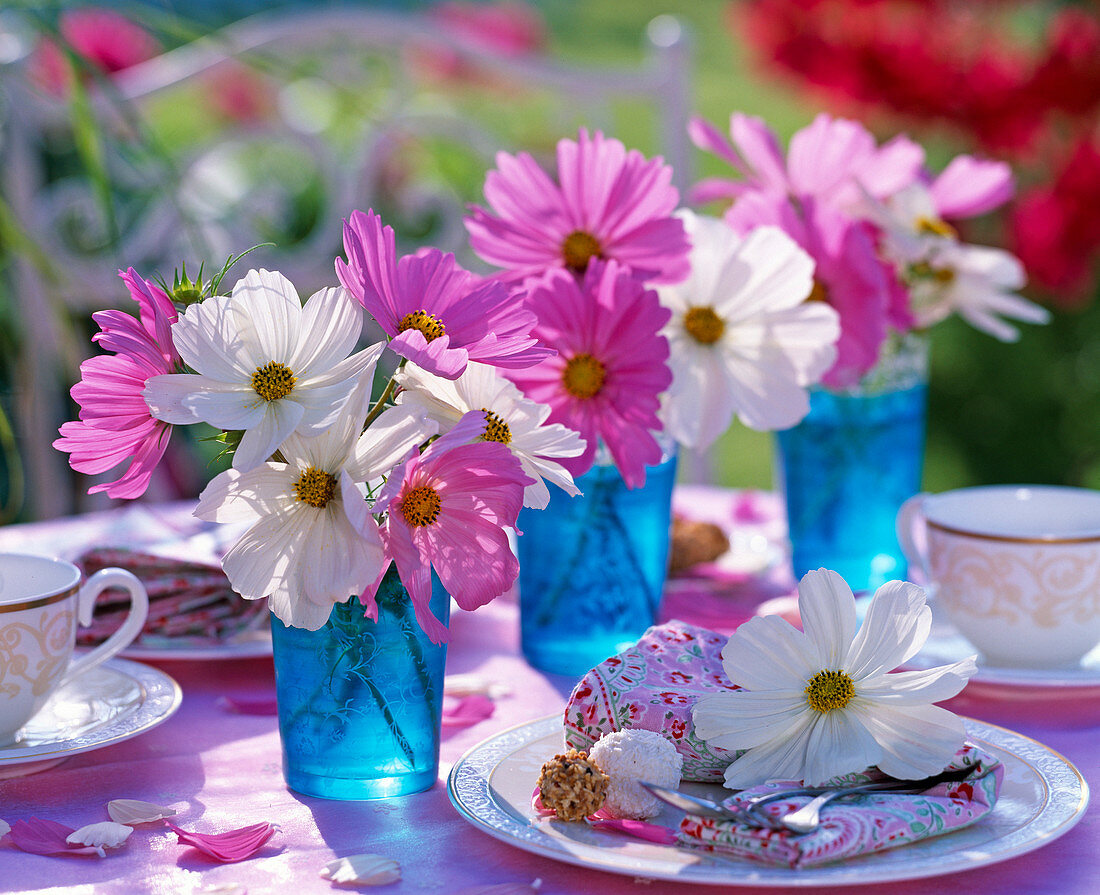 Cosmos Sonata ' Pink ' und ' White ' (Schmuckkörbchen)