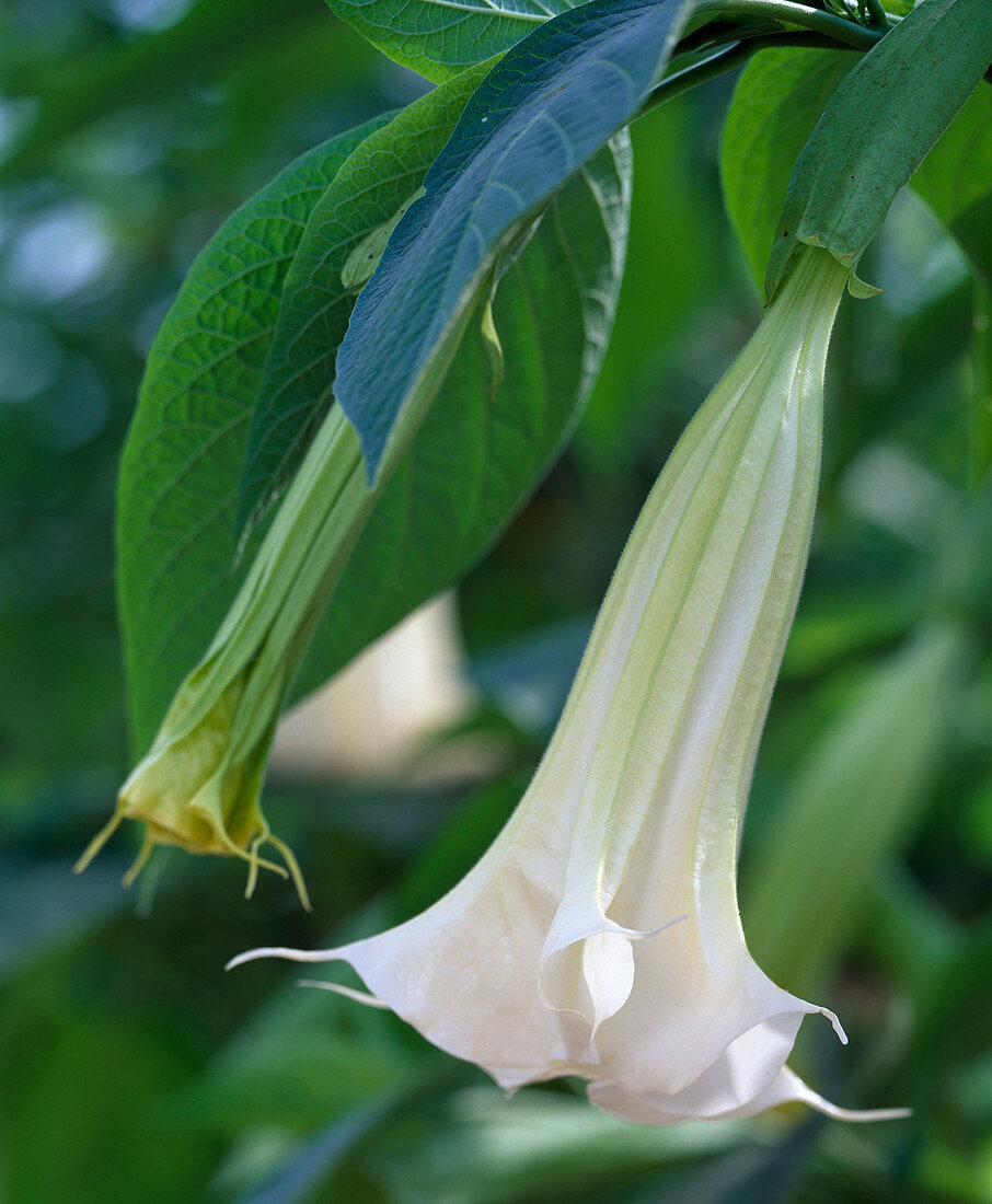 Brugmansia (Angel's trumpet, Datura)