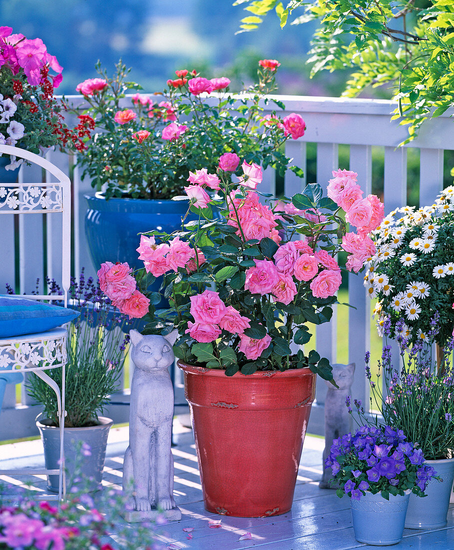 Rosa 'Rosali' (bedding rose)