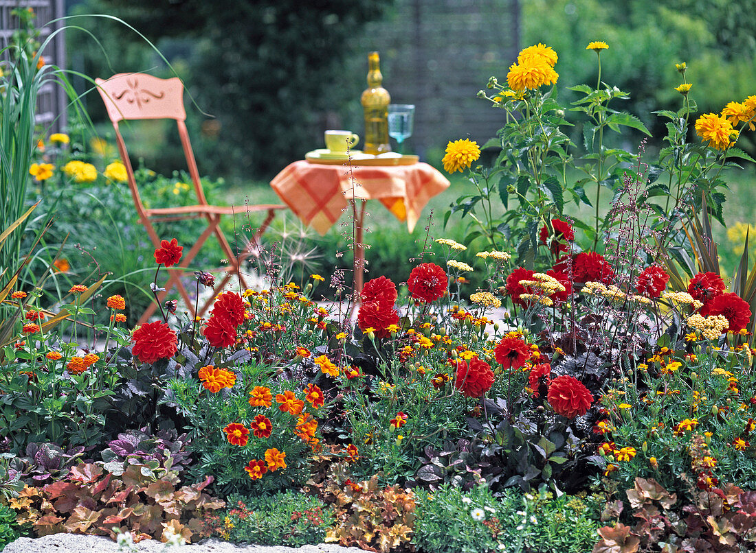 Dahlia (Dahlie), Tagetes (Studentenblume)