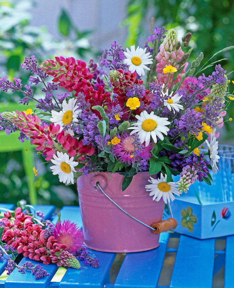 Lupinus (Lupine), Leucanthemum (Margerite)