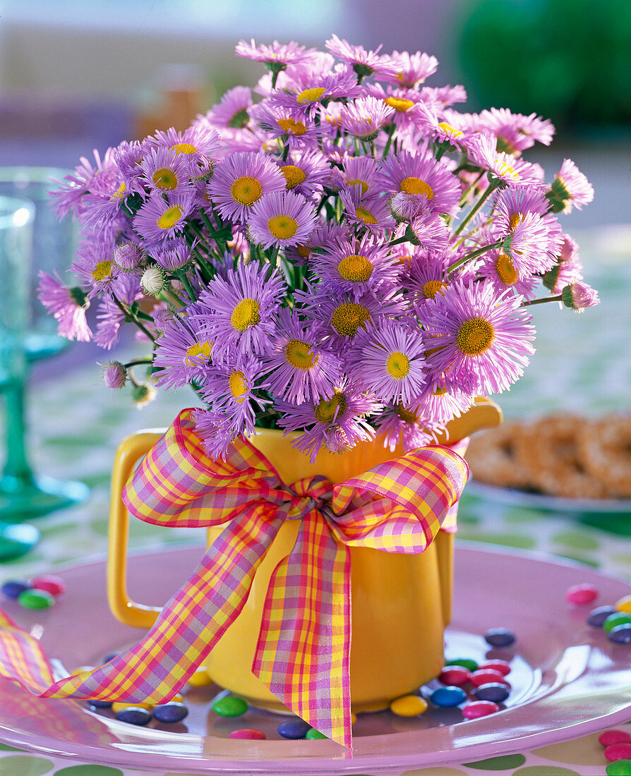 Erigeron (Feinstrahlaster)