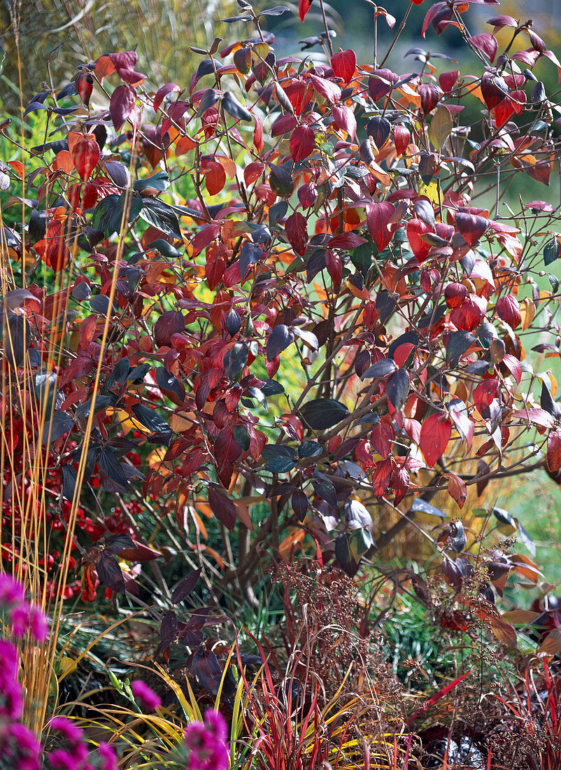 Viburnum burkwoodii (Schneeball)