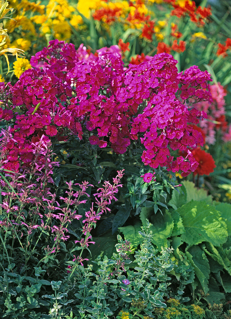 Phlox paniculata 'Düsterlohe' (flame flower)