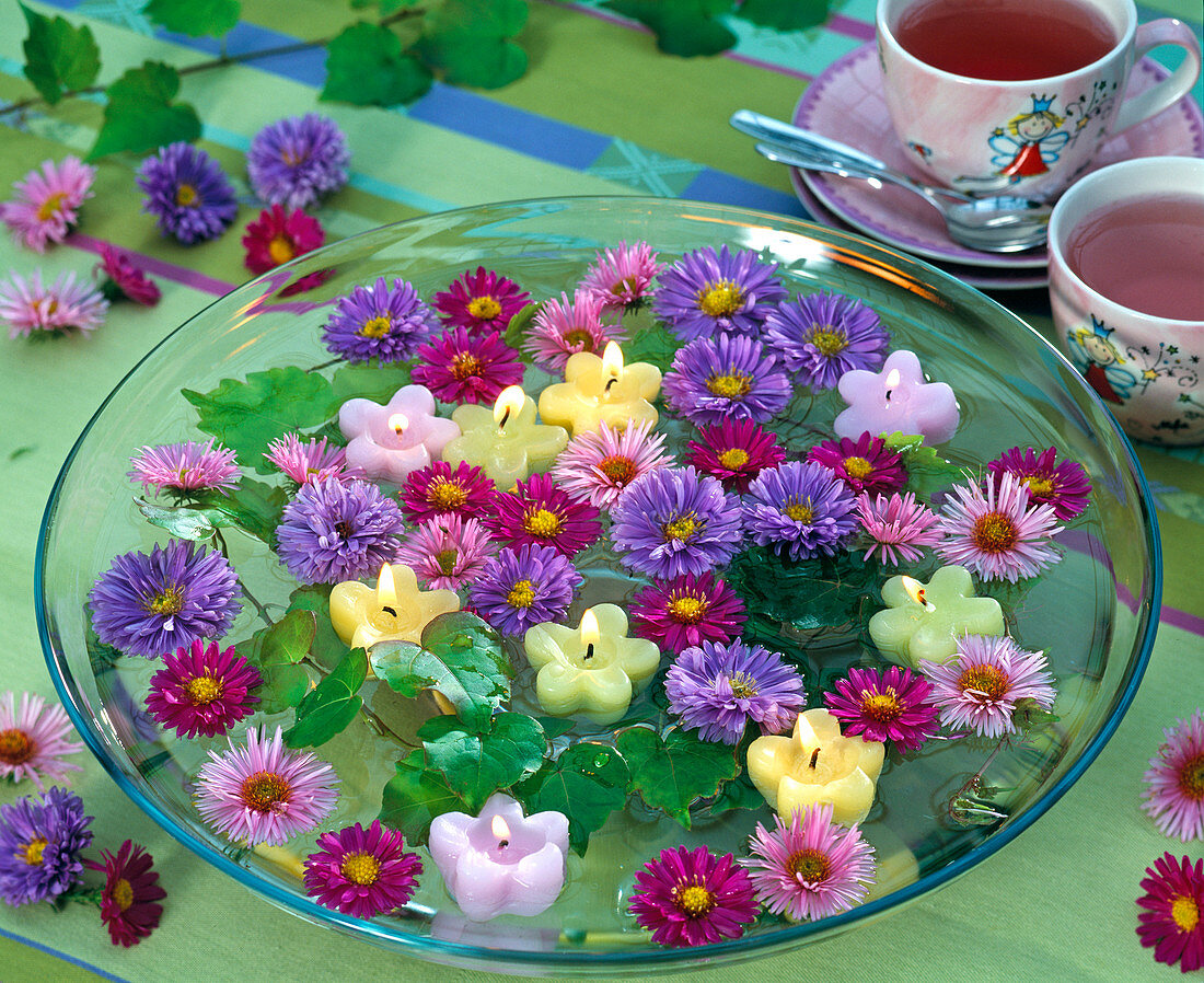 Aster flowers