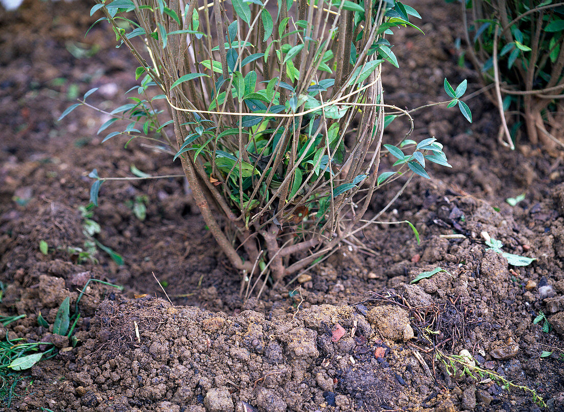 Plant privet hedge