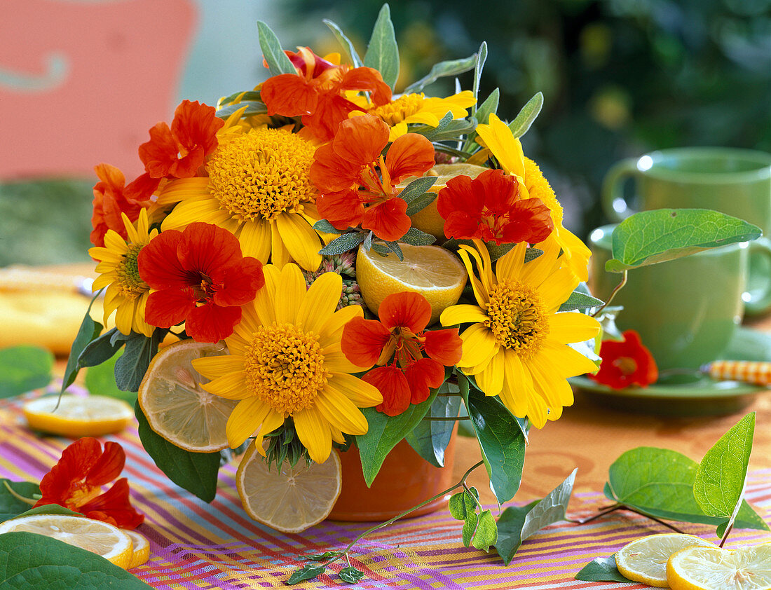 Helianthus ' Capenoch Star ' (Sonnenblume)