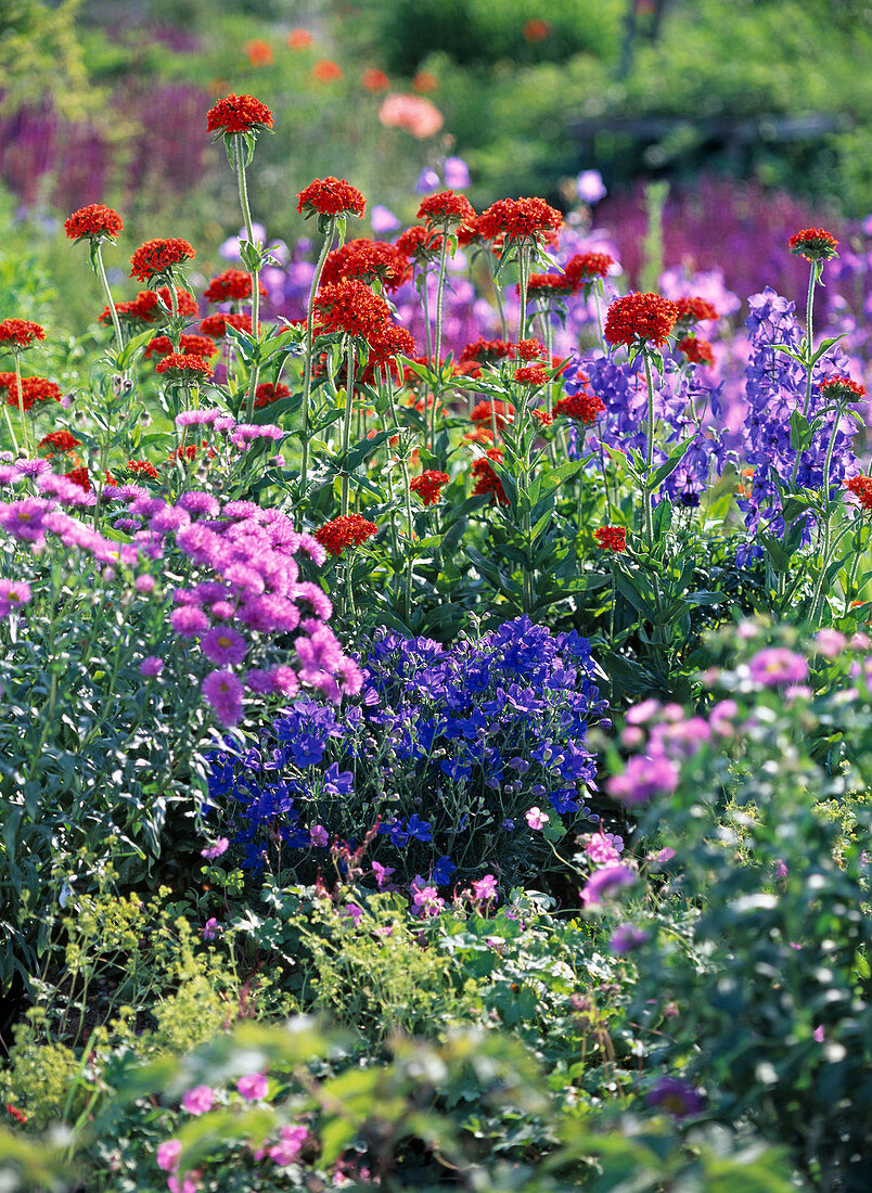 Lychnis chalcedonica (Burning Love)