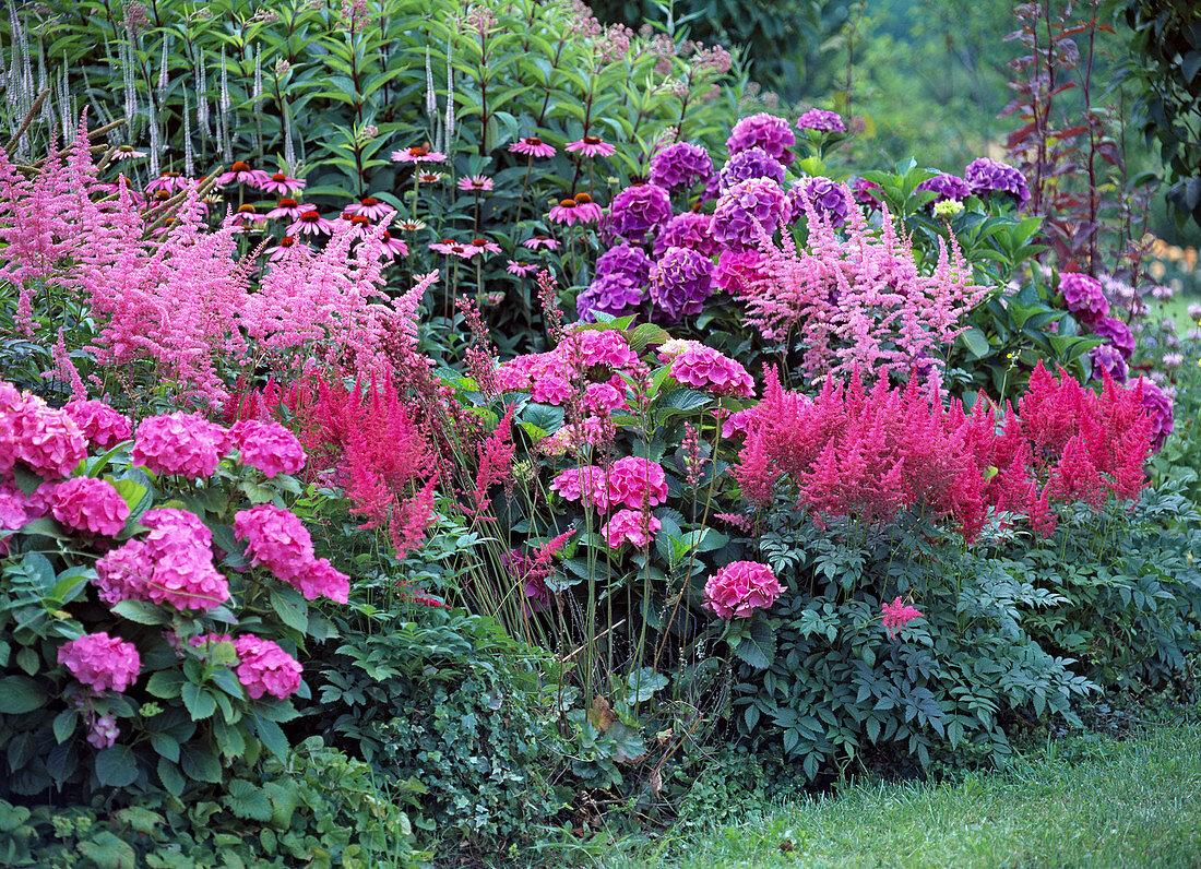 Hydrangea (Hydrangea), Astilbe (Pier)