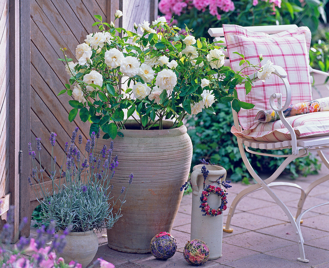 Rosa 'Snow White' (shrub rose)