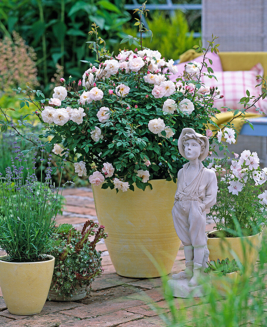 Rosa 'Bridal Magic' (Bedding Rose), Lavandula (Lavender)