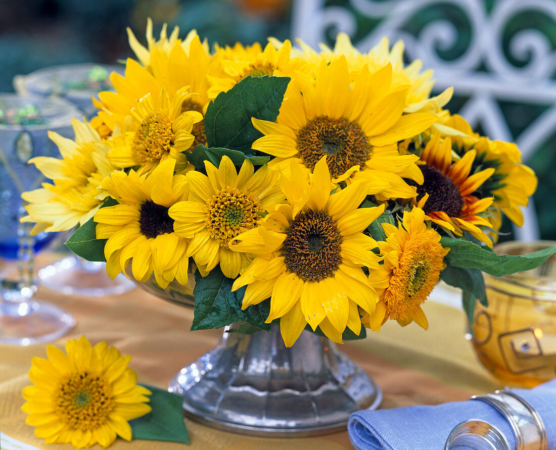 Helianthus annuus und decapetalus (Sonnenblume)