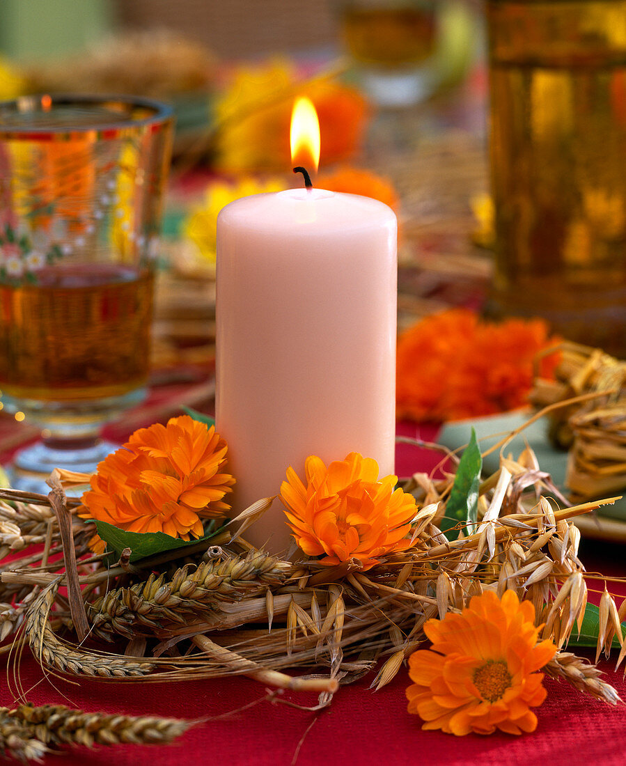 Calendula (Ringelblume), Hordeum (Gerste)