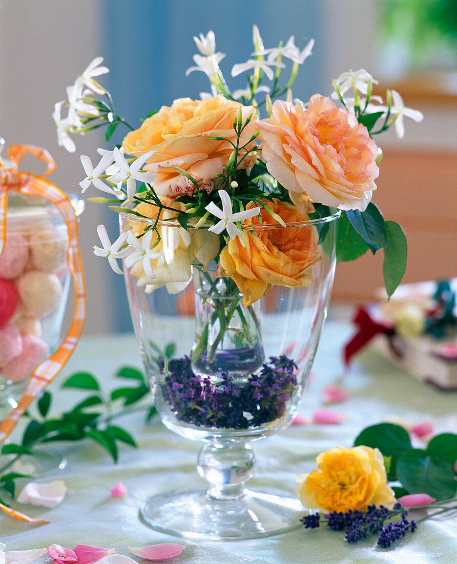 Rosa (roses), Trachelospermum (star jasmine)