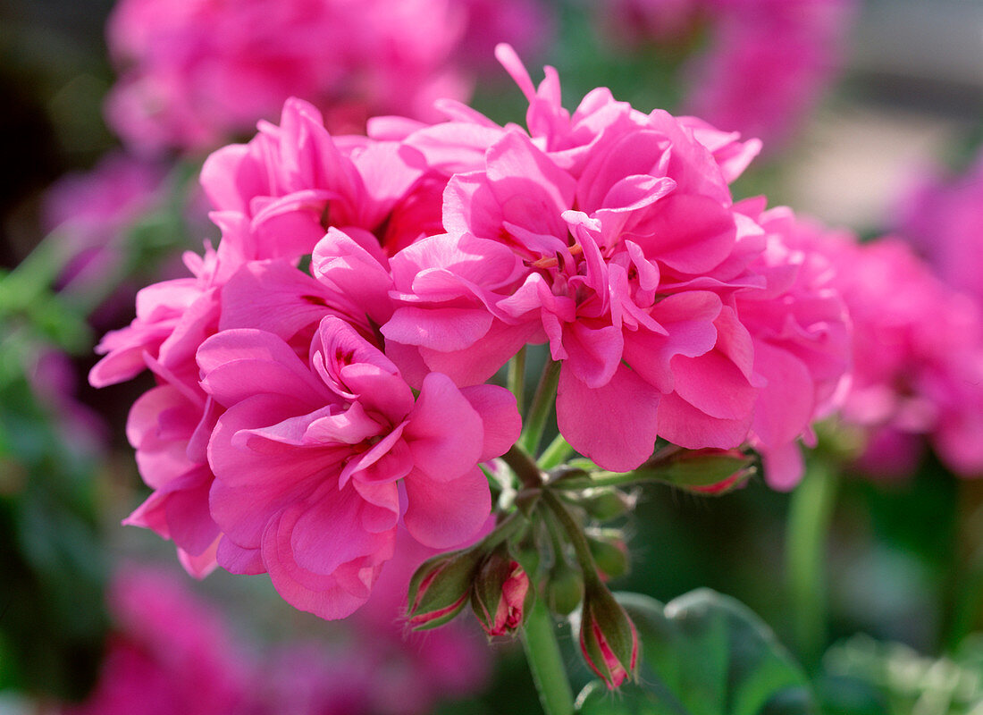 Pelargonium peltatum Starlight 'Amethyst' (Hängegeranie)