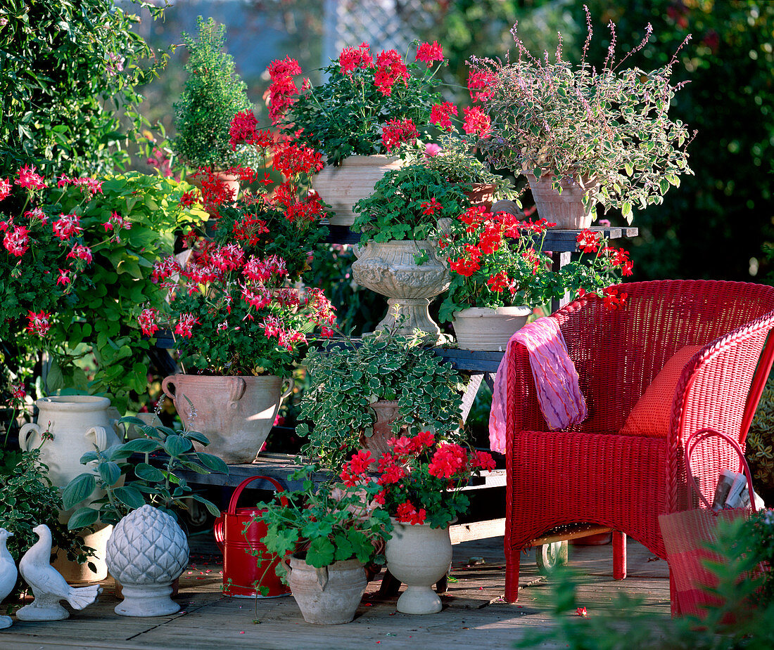 Pelargonium Summer Twist 'Salmon pink', 'Red'