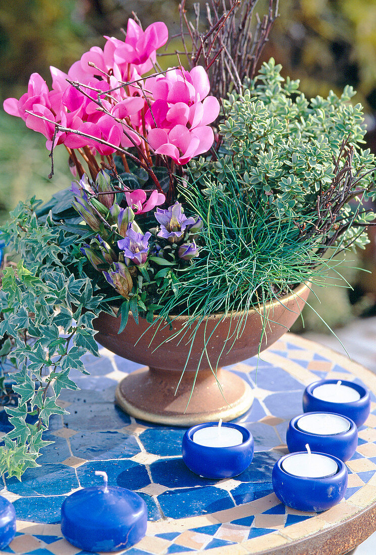 Cyclamen persicum (Cyclamen), Gentiana (Gentian)