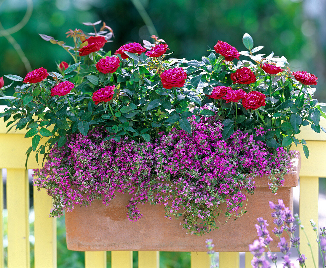 Clay box with roses and thyme