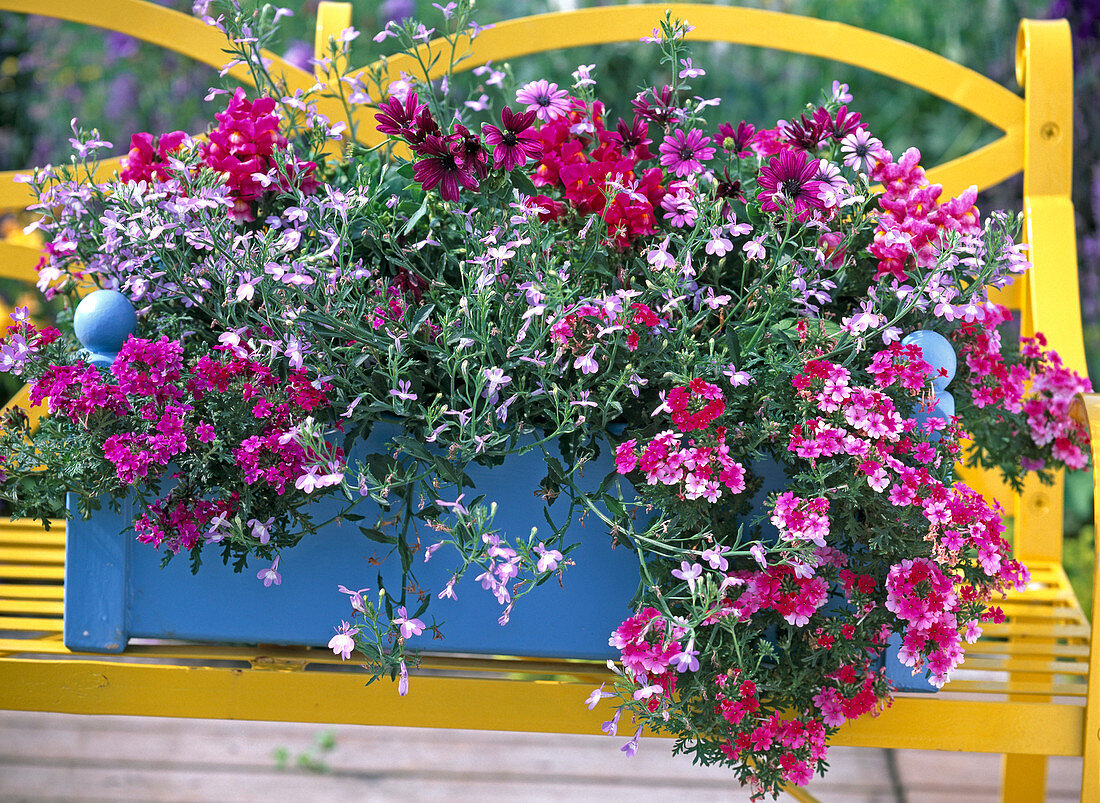 Planting a blue wooden box (2/2)