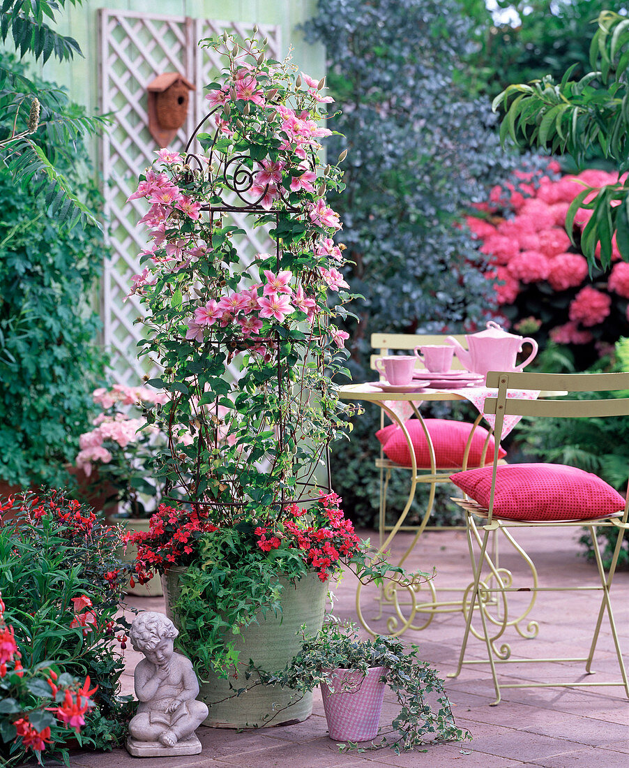 Clematis in green pot plants