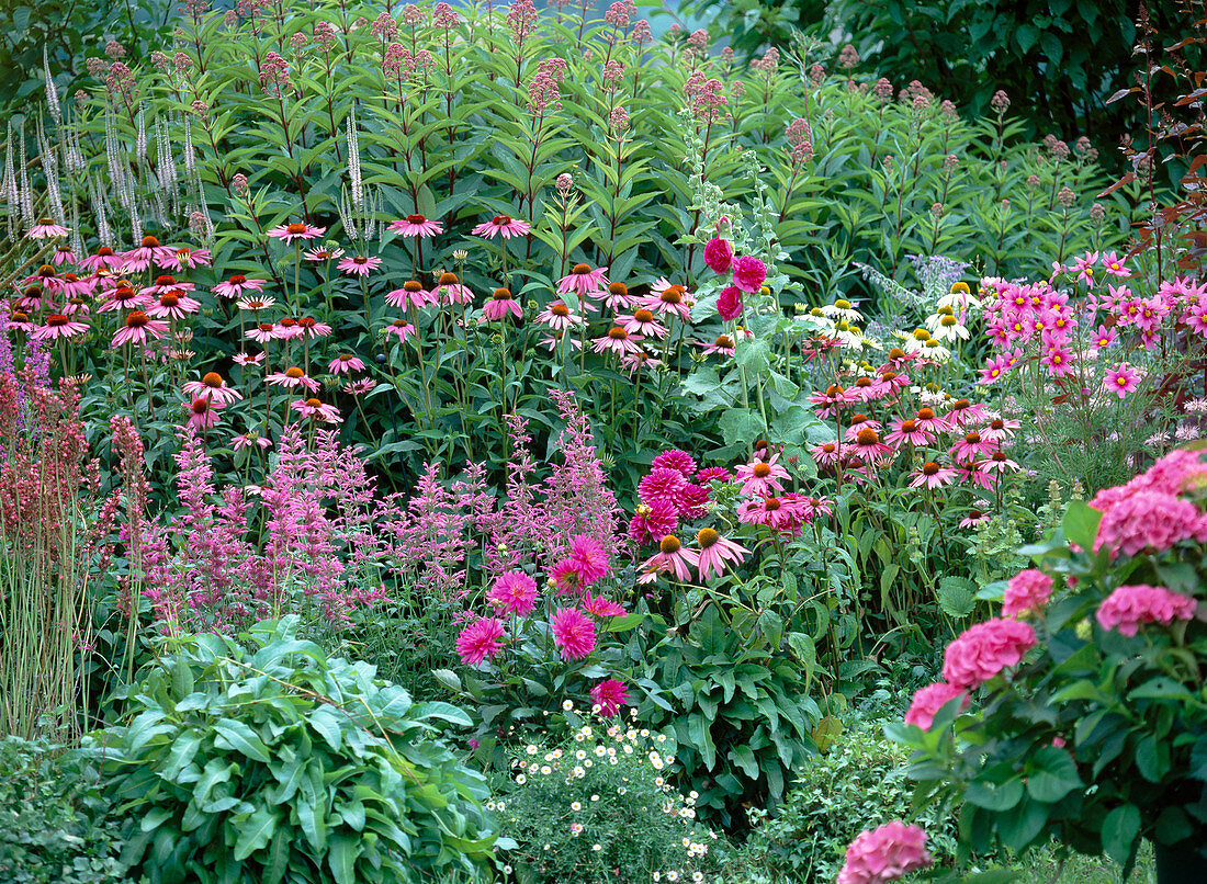 Echinacea (red and white coneflower)