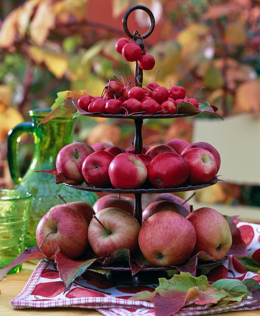 Braune Metalletagere mit Malus (Äpfel, Zieräpfel)