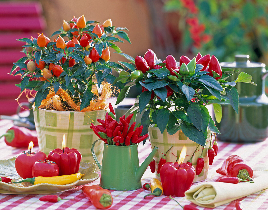 Capsicum annuum (ornamental pepper), peppers, chillies, vegetable candles