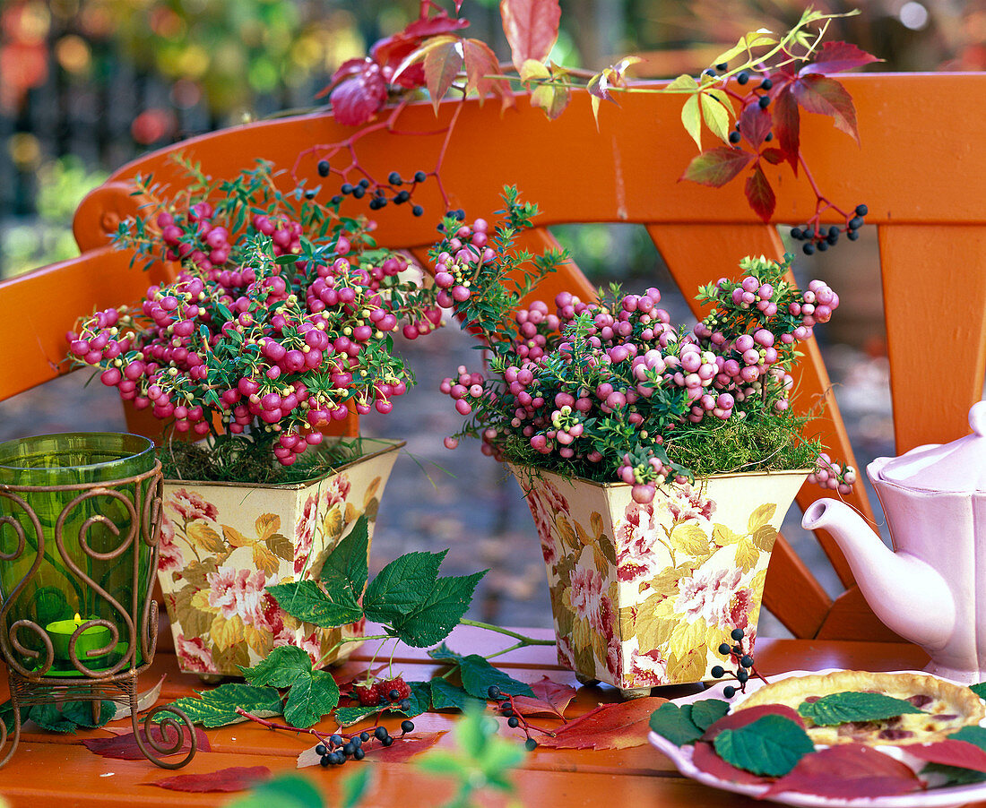 Pernettya mucronata (sphagnum myrtle) in painted metal pots