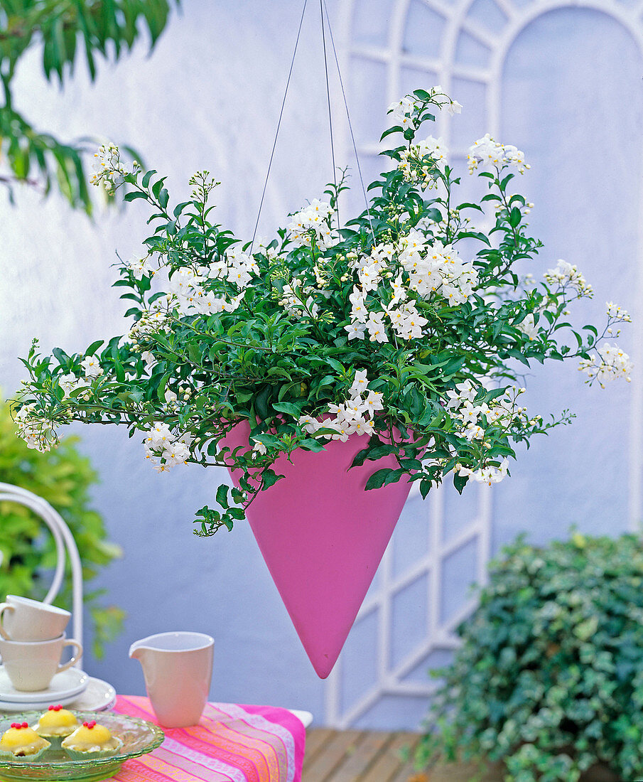 Solanum jasminoides (jasmine) in pink pointed lamp