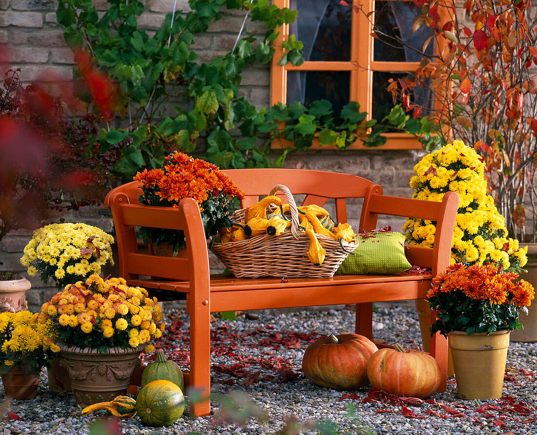 Chrysanthemum, Cucurbita, orange bank, basket, Vitis