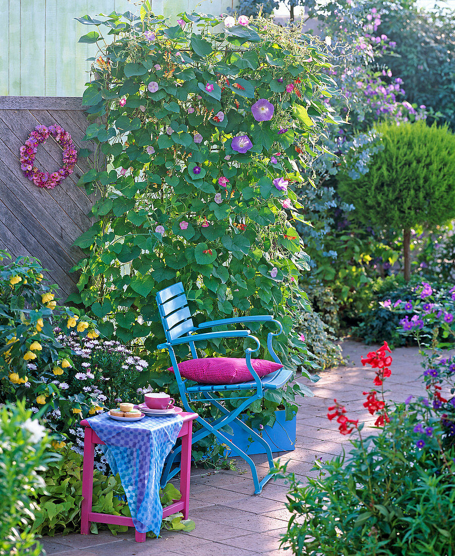 Ipomoea tricolor and lobata, abutilon