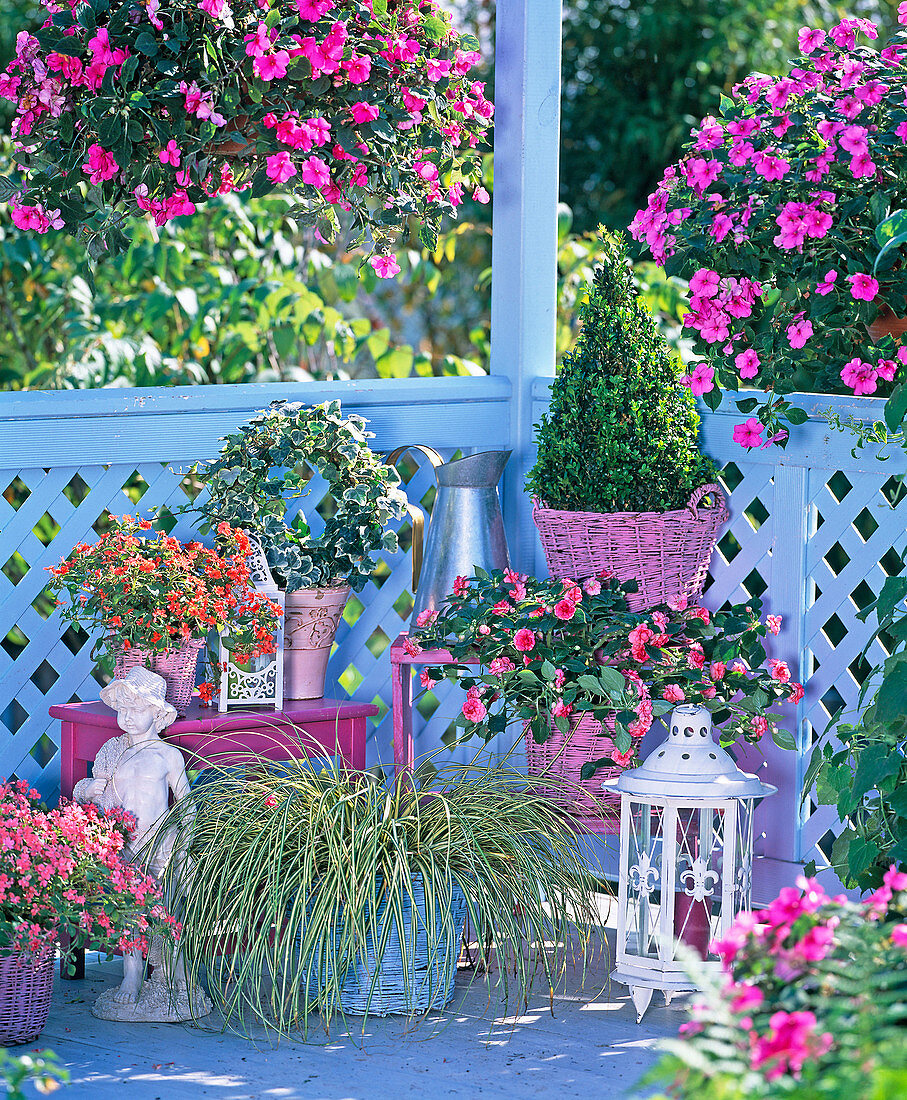 Impatiens walleriana Spellbound, Double, Jellybean (Fleissige Lieschen)