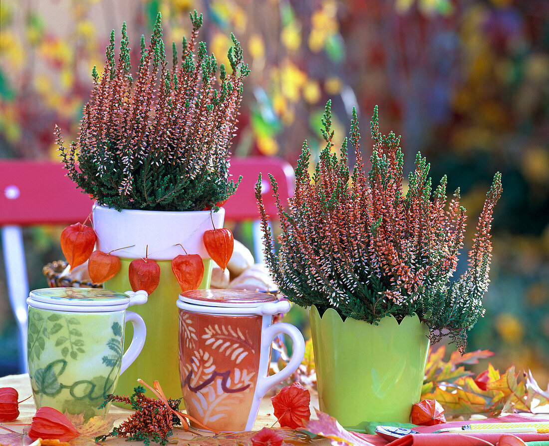 Calluna Beauty Ladies (bud flowering heather) orange coloured, Cucurbita