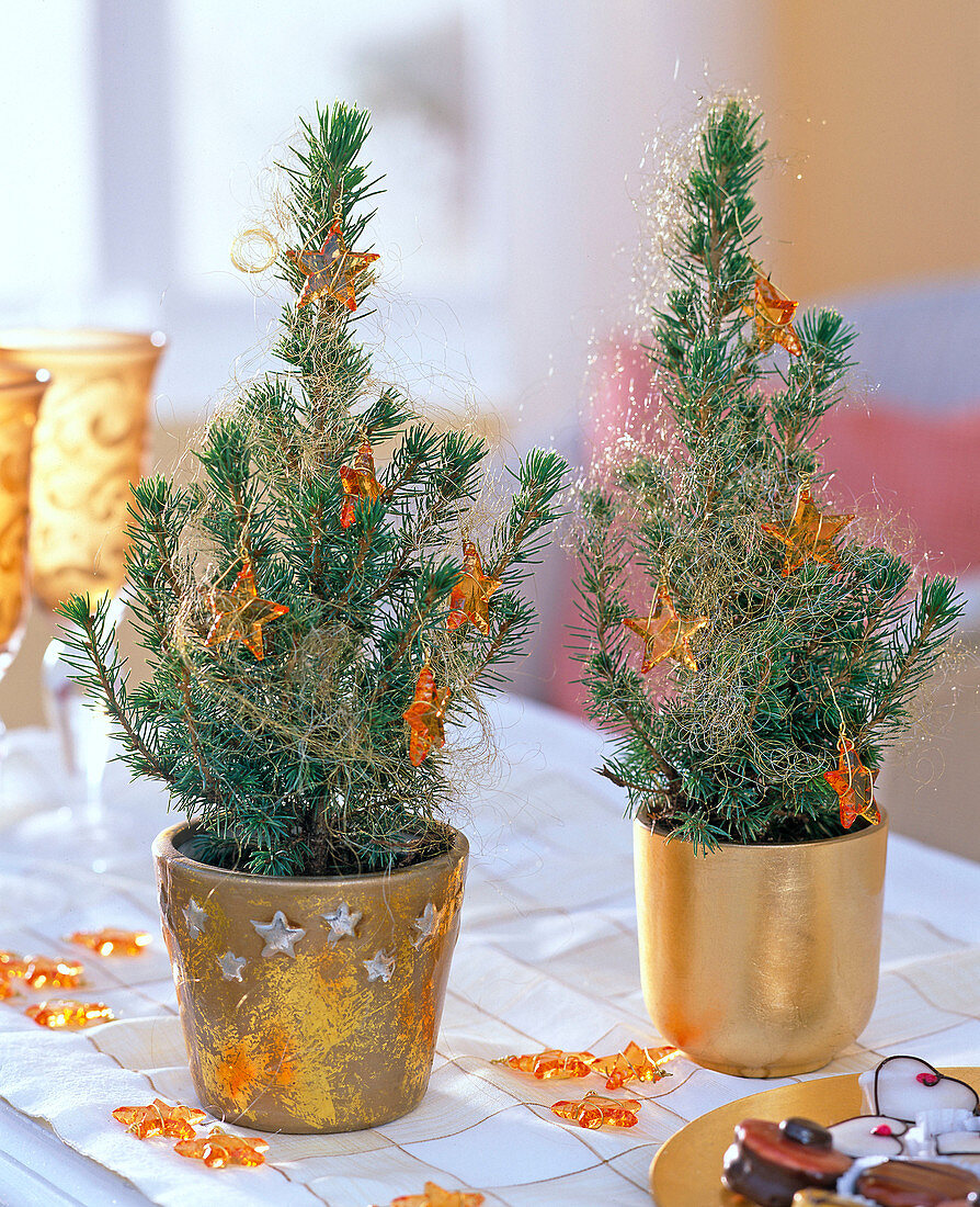 Picea glauca 'Conica' (sugar loaf spruce) in golden pots