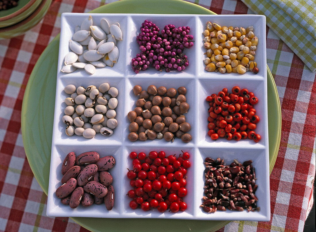 Seeds and fruits of Phaseolus (bean), Ilex (red winterberry)
