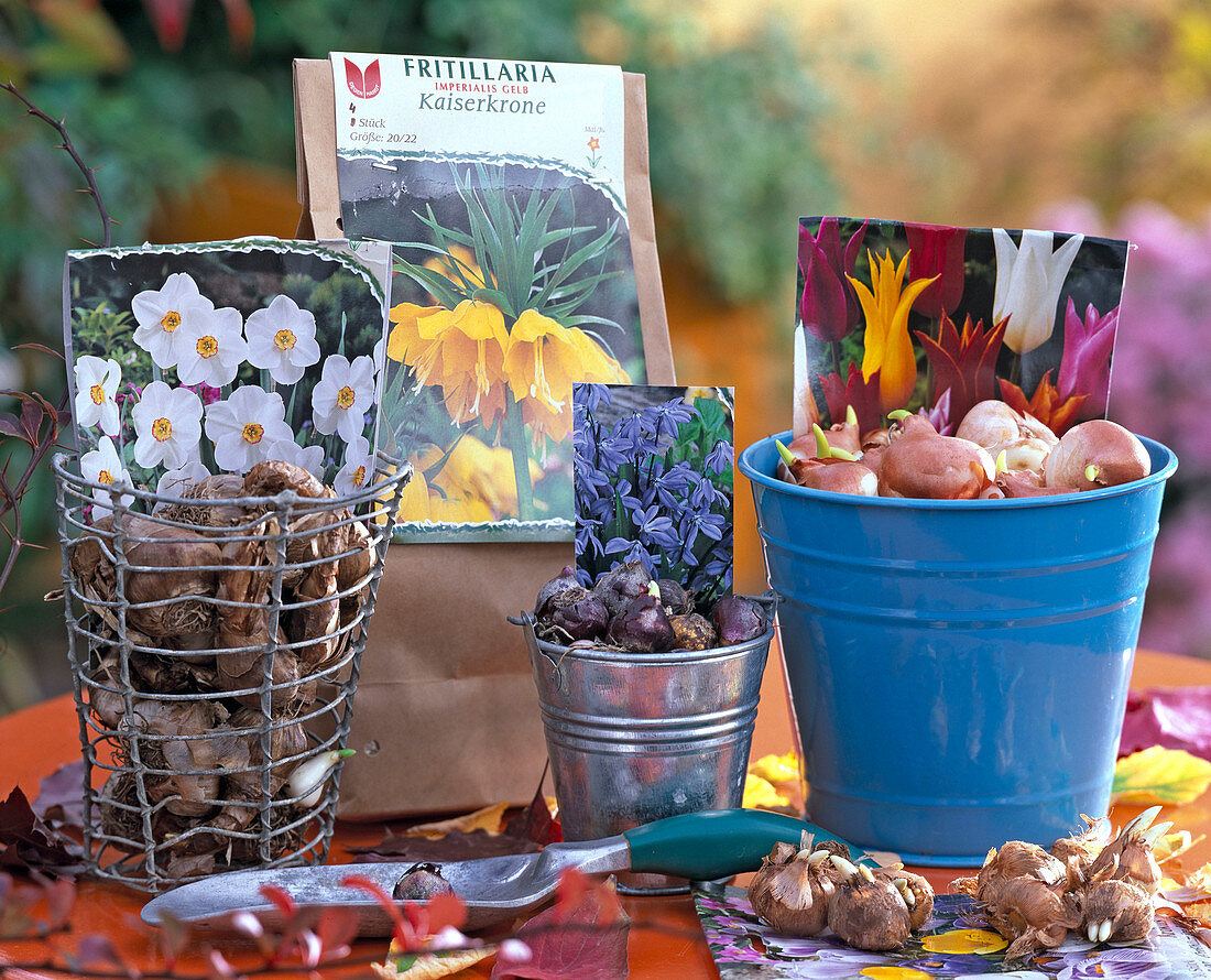 Store bulbs of spring flowering plants in metal containers and paper bag