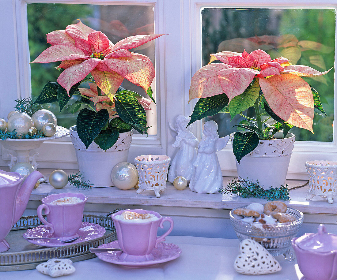 Euphorbia pulcherrima (poinsettia) on a windowsill