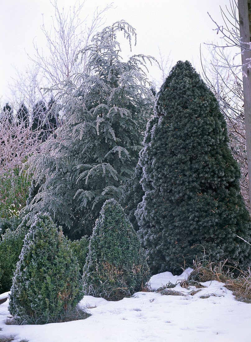 Winter garden landscape with Picea glauca 'Conica'
