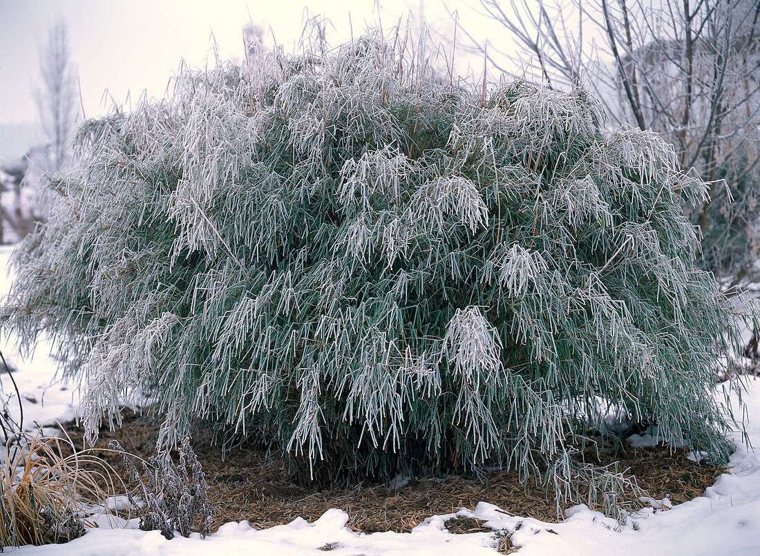Sinarundinaria murielae (Bamboo) with hoarfrost in winter