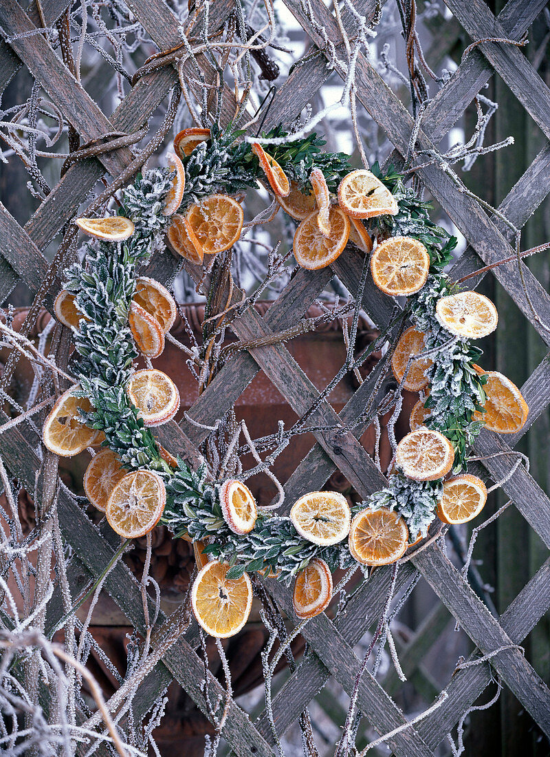 Kranz mit Rauhreif aus Buxus (Buchsbaum) und Orangenscheiben