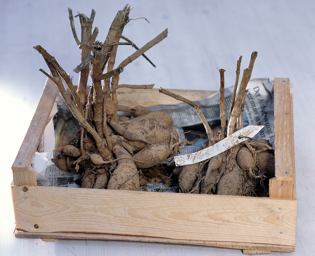 Dahlia hybrids placed in wooden box