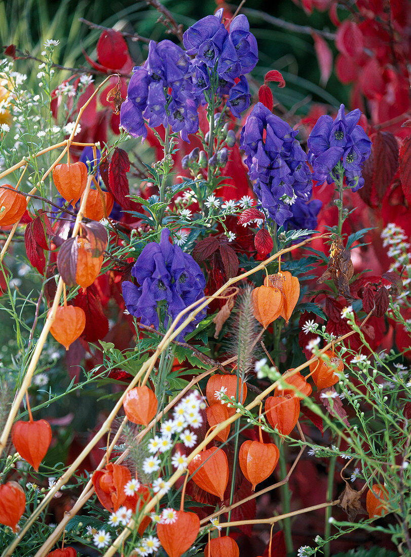 Aconitum carmichaelii (Monkshood), Physalis franchetii