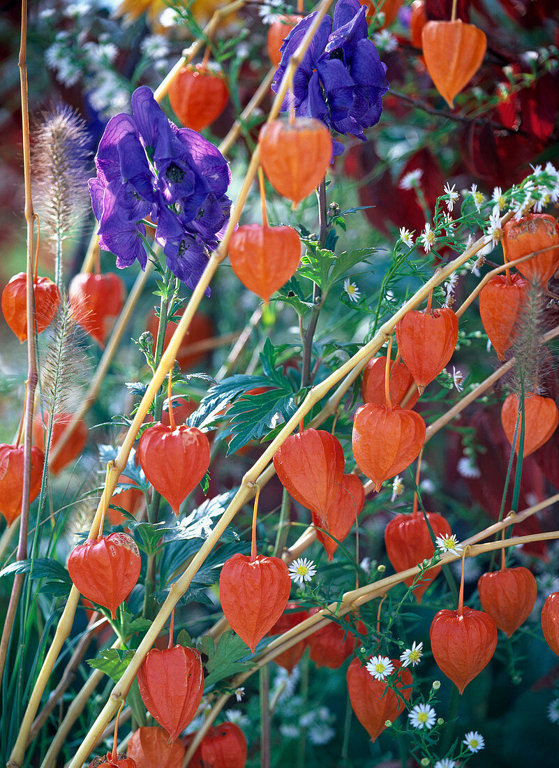 Physalis franchettii (Lampion flower), Aconitum carmichaelii